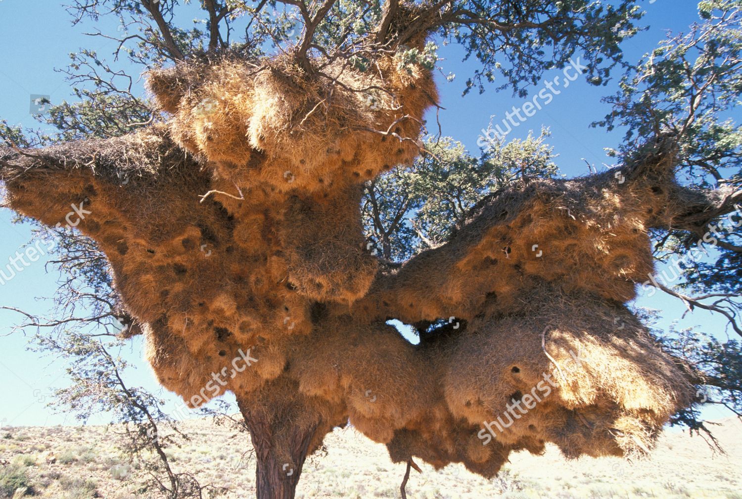 Sociable Weaver Philetairus Socius Colonial Nests Editorial Stock Photo