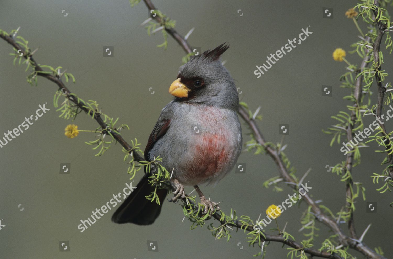 Pyrrhuloxia Cardinalis Sinuatus Male On Blooming Editorial Stock Photo