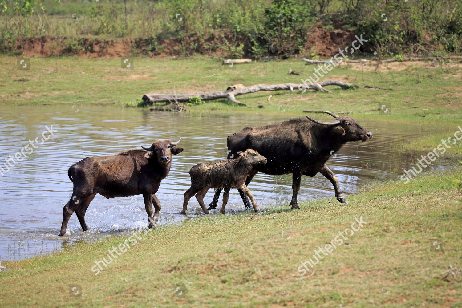 Wild Water Buffalo Bubalus Arnee Female Editorial Stock Photo Stock