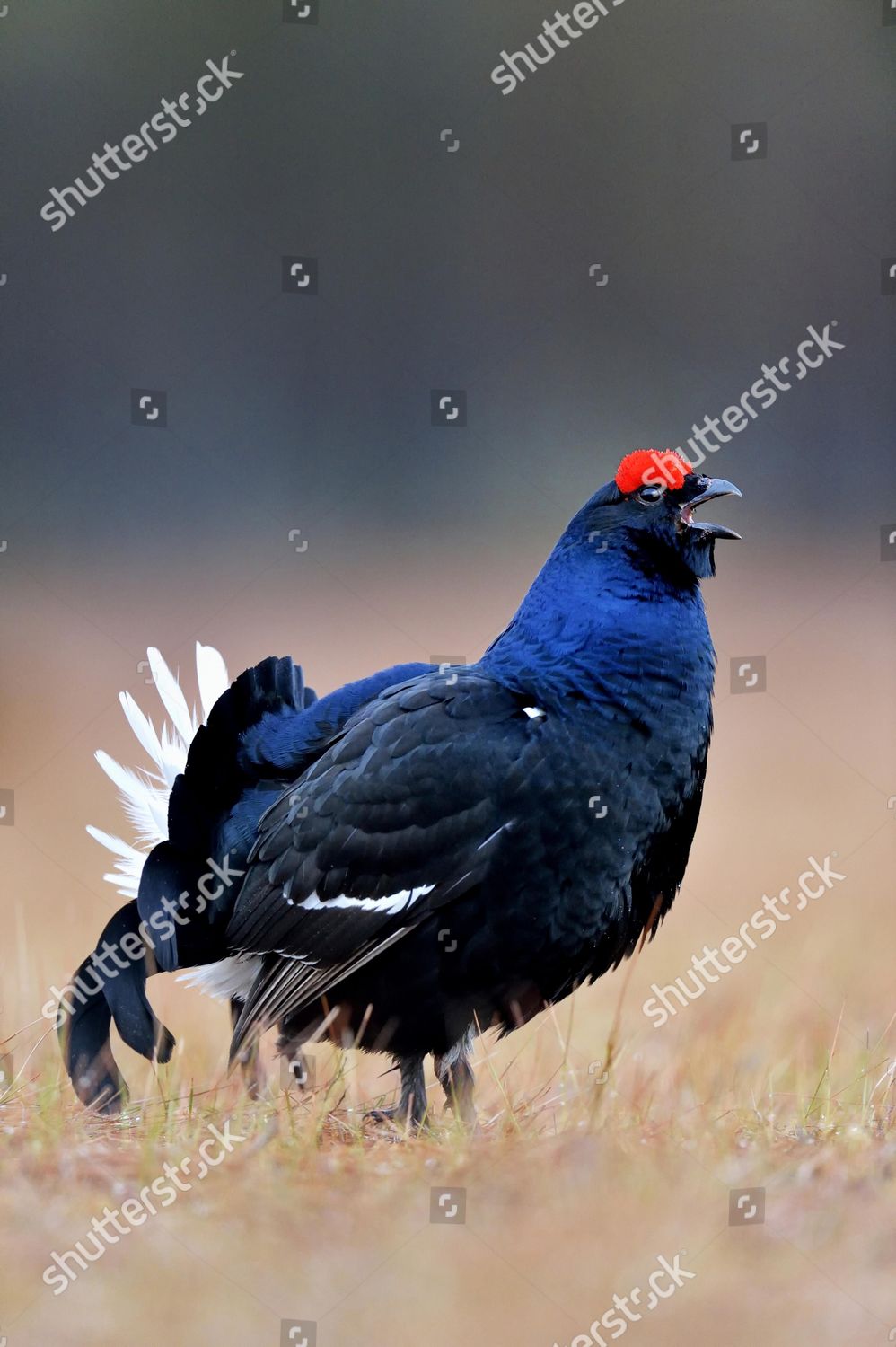 Black Grouse Blackgame Blackcock Lyrurus Tetrix Editorial Stock Photo