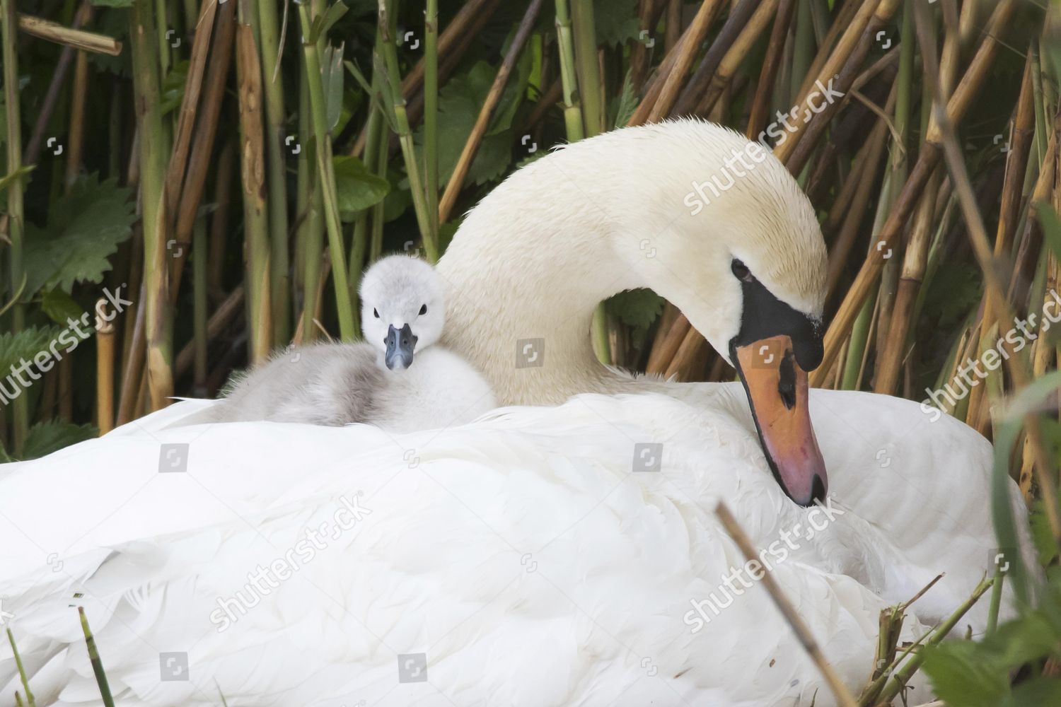 Mute Swan Cygnus Olor Chick Sitting Editorial Stock Photo Stock Image