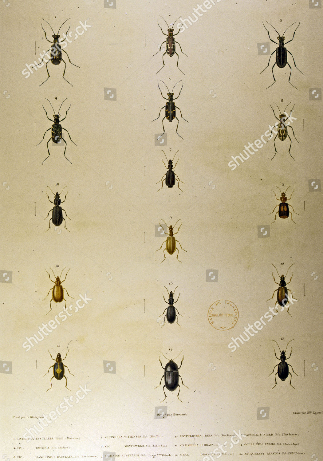 Insects Fiji New Zealand Illustration Atlas Editorial Stock Photo