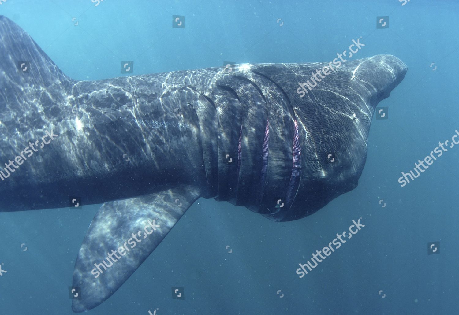 Basking Shark Cetorhinus Maximus Cornwall Britain Editorial Stock Photo