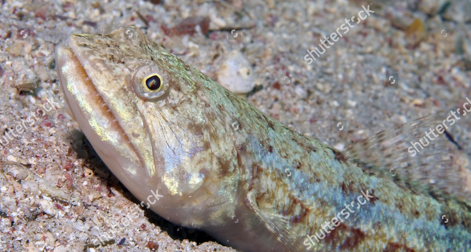 Variegated Lizardfish Synodus Variegatus Red Sea Editorial Stock Photo