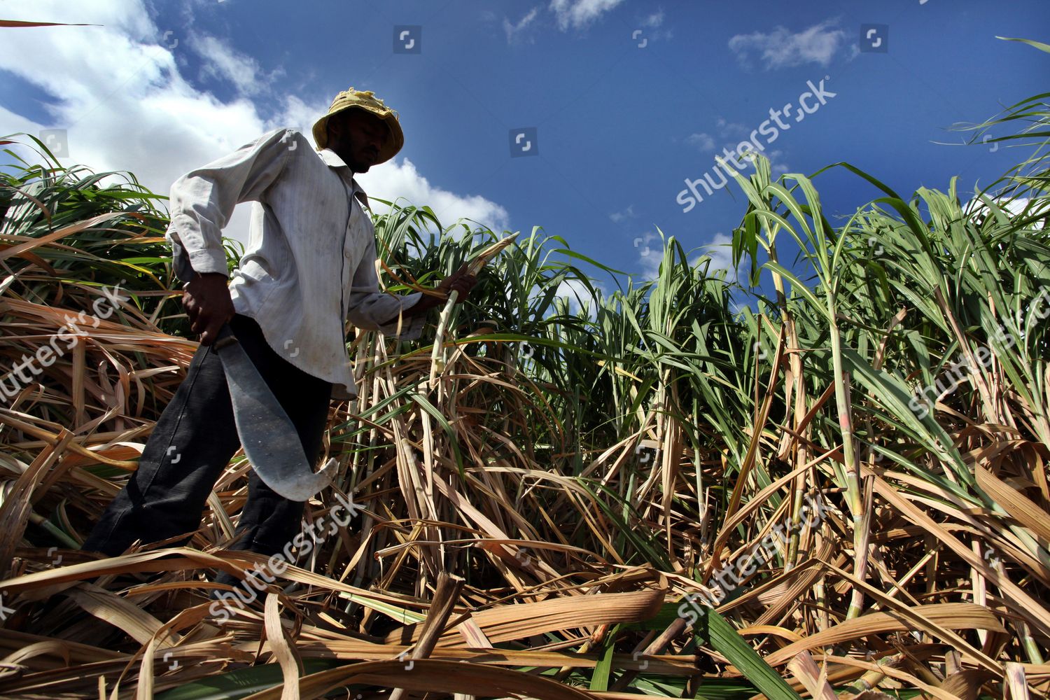 Sri Lankan Worker Stands His Machete Editorial Stock Photo Stock