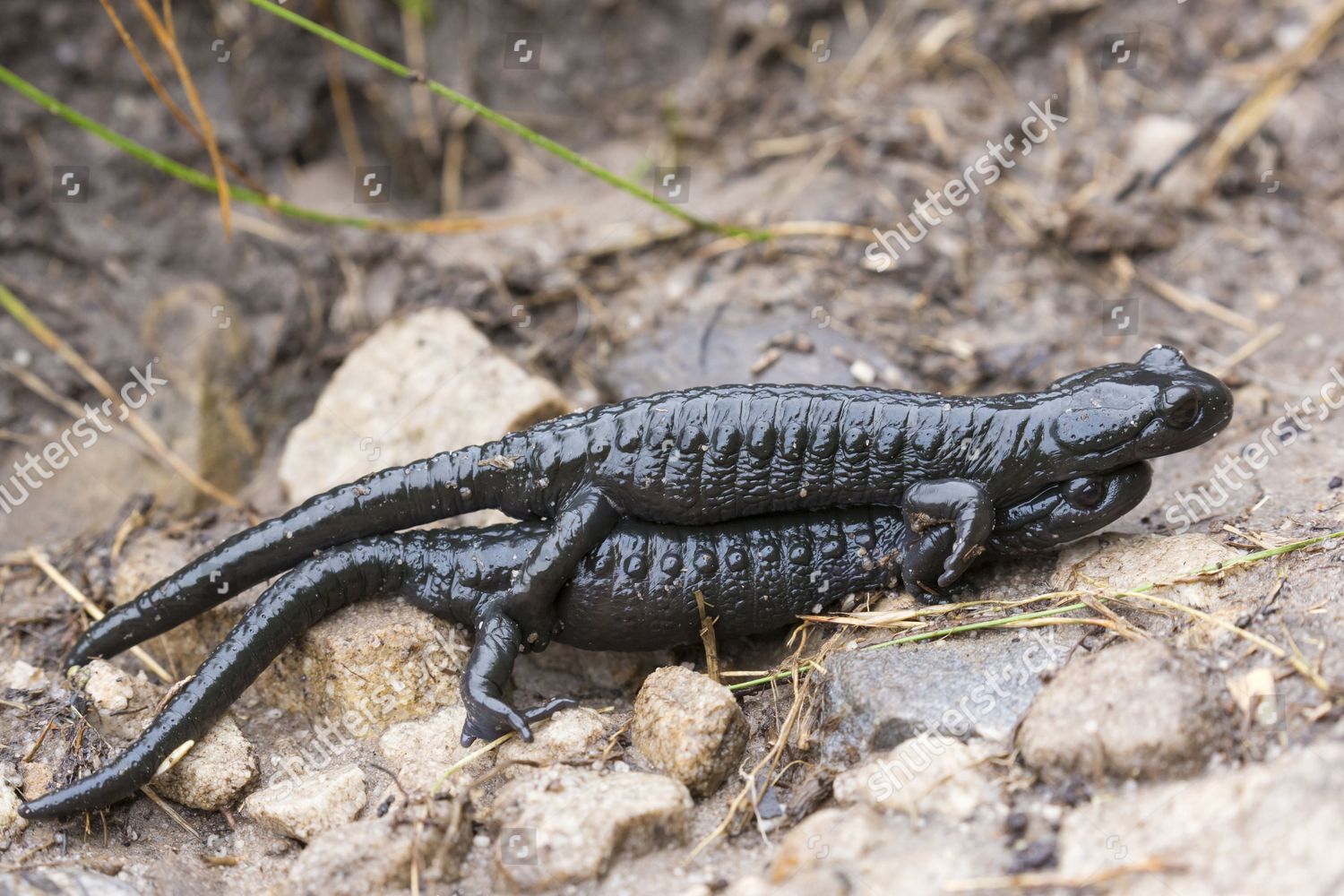 Alpine Salamander Salamandra Atra Mating Pair Editorial Stock Photo