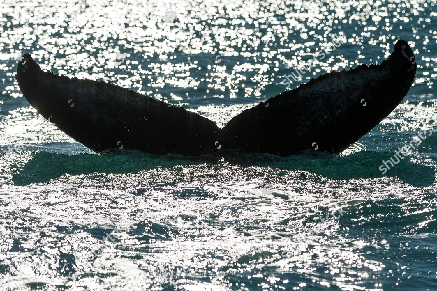 Tail Flukes Diving Humpback Whale Megaptera Editorial Stock Photo