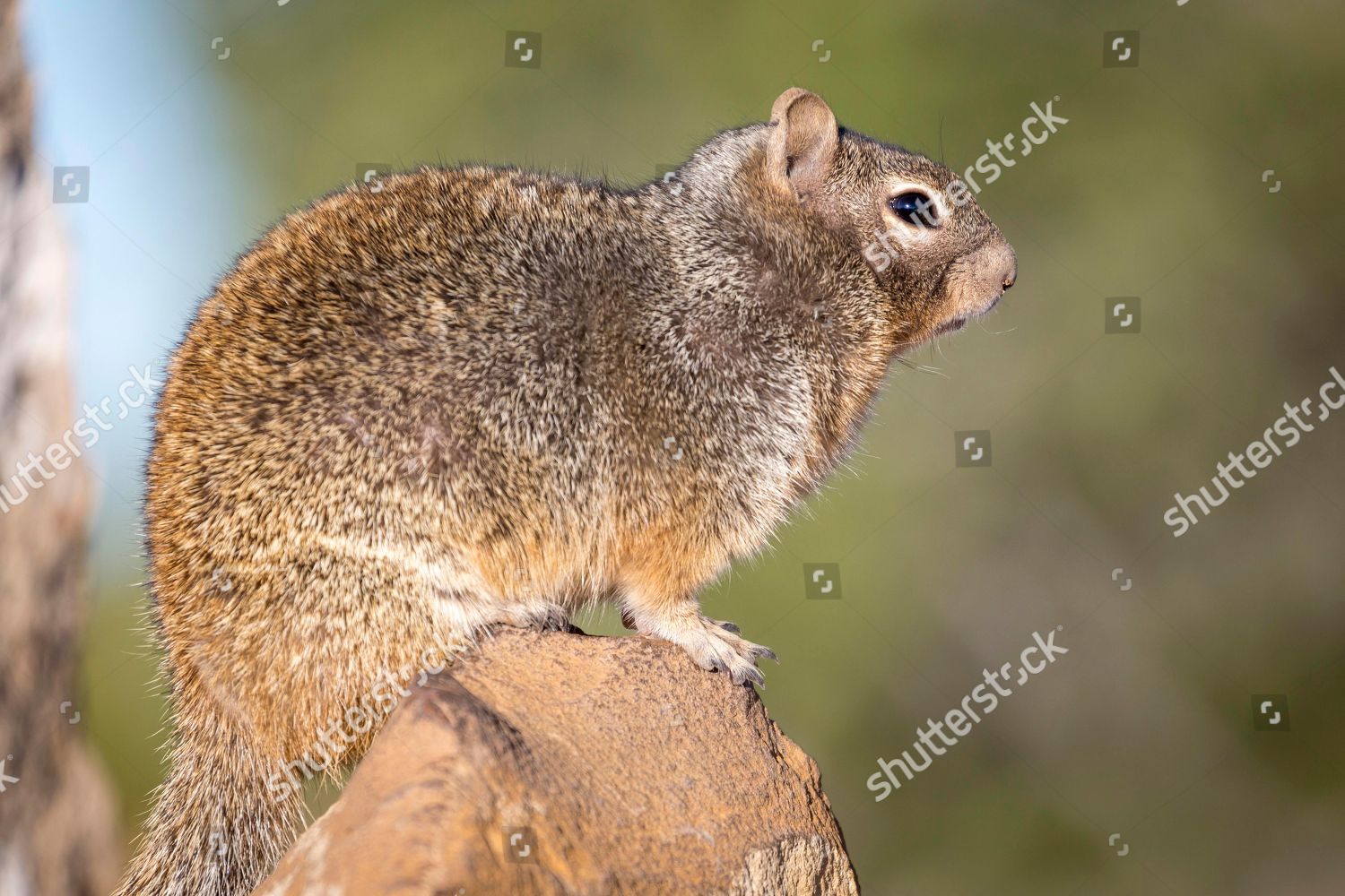 Rock Squirrel Otospermophilus Variegatus On Rock Editorial Stock Photo