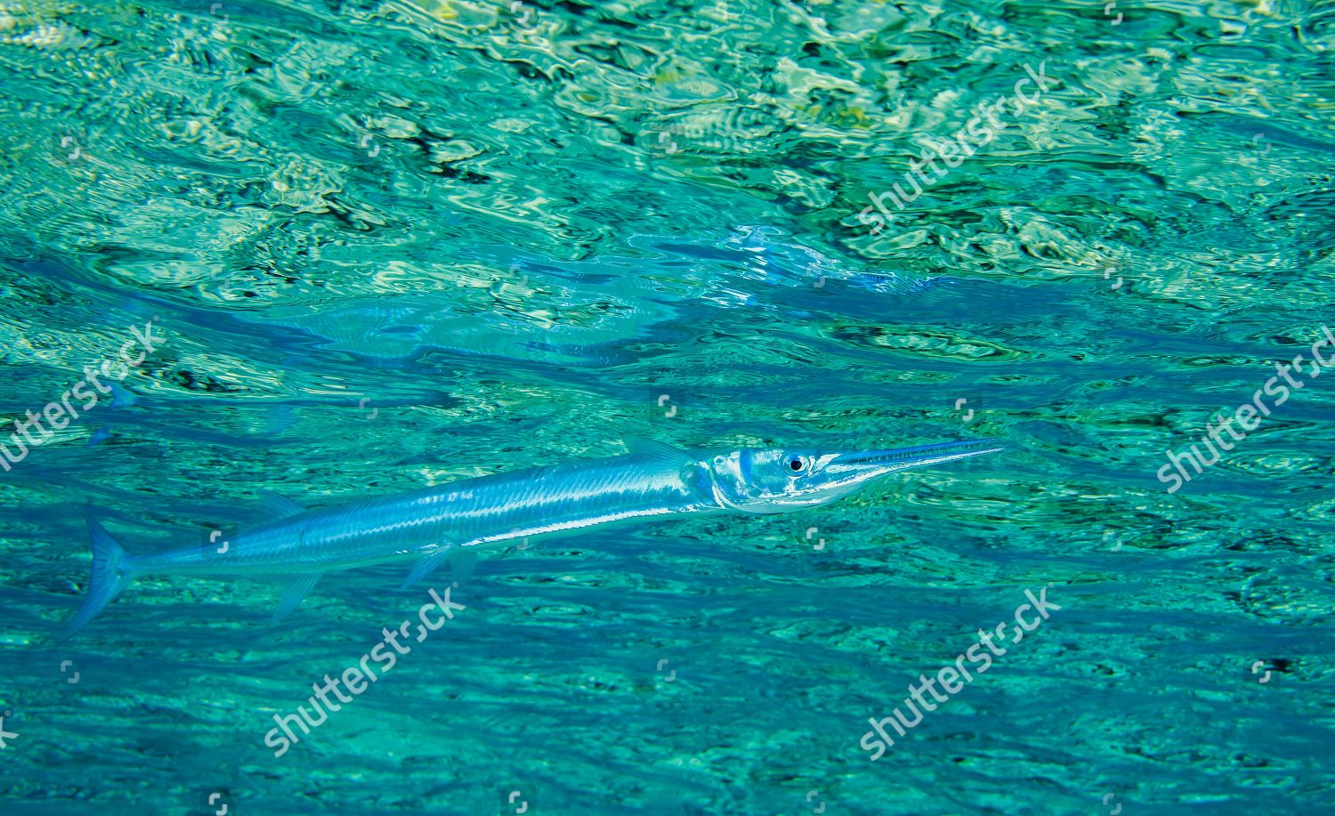 Red Sea Houndfish Tylosurus Choram Swimming Editorial Stock Photo