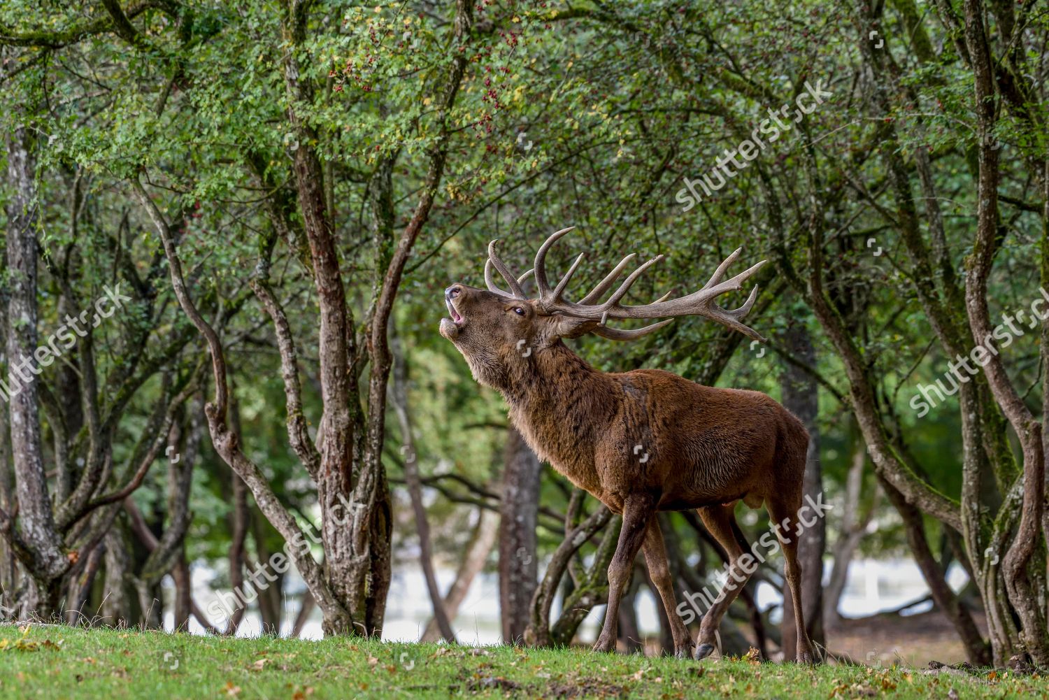 Roaring Red Stag Cervus Elaphus During Editorial Stock Photo Stock