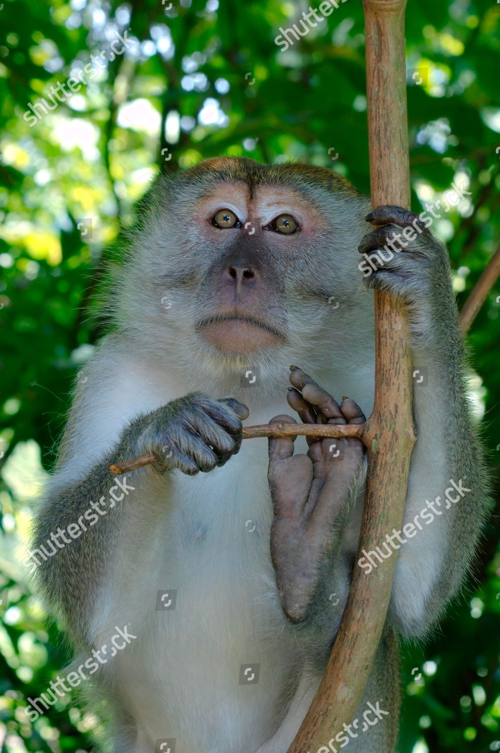 Crabeating Macaque Longtailed Macaque Macaca Fascicularis Editorial