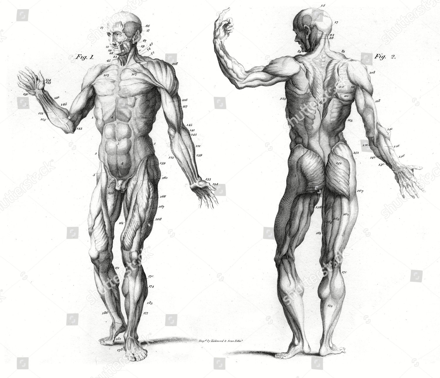 Muscular System Human Body Front Rear Editorial Stock Photo Stock