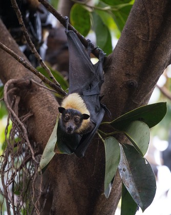 Far North Queensland Wildlife Rescue Flying Editorial Stock Photo ...