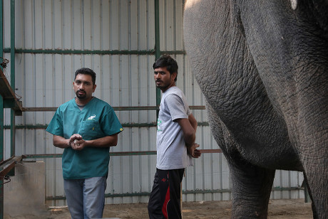 Senior Veterinary Officer Dr Yaduraj L - Foto de stock de contenido