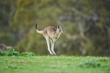 2,000 Marsupial mammal Stock Pictures, Editorial Images and Stock