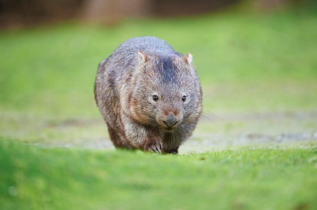 2,000 Marsupial mammal Stock Pictures, Editorial Images and Stock