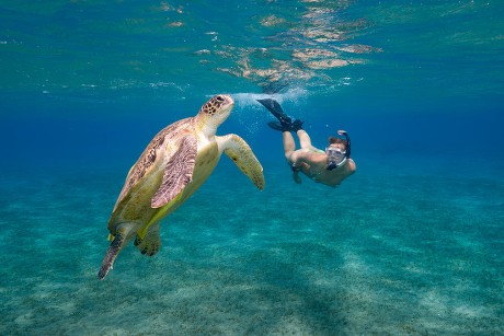 250 Female sea turtle Stock Pictures, Editorial Images and Stock Photos ...