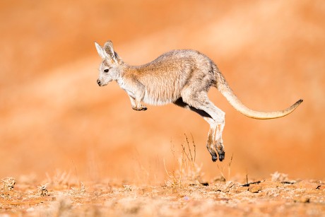 2,000 Marsupial mammal Stock Pictures, Editorial Images and Stock