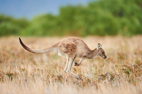 2,000 Marsupial mammal Stock Pictures, Editorial Images and Stock