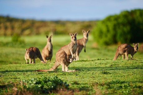 2,000 Marsupial mammal Stock Pictures, Editorial Images and Stock