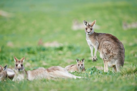 2,000 Marsupial mammal Stock Pictures, Editorial Images and Stock