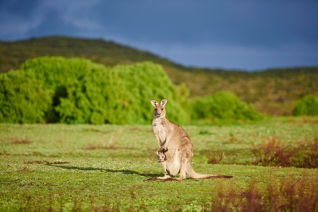 2,000 Marsupial mammal Stock Pictures, Editorial Images and Stock