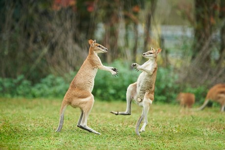 2,000 Marsupial mammal Stock Pictures, Editorial Images and Stock