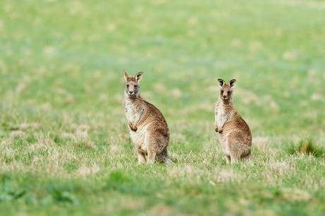 2,000 Marsupial mammal Stock Pictures, Editorial Images and Stock