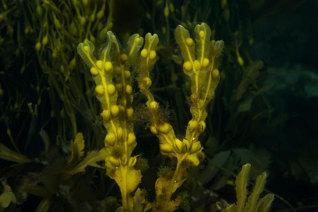 22 Bladder wrack Stock Pictures, Editorial Images and Stock Photos ...