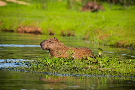 16 Caviomorpha Stock Pictures, Editorial Images and Stock Photos ...