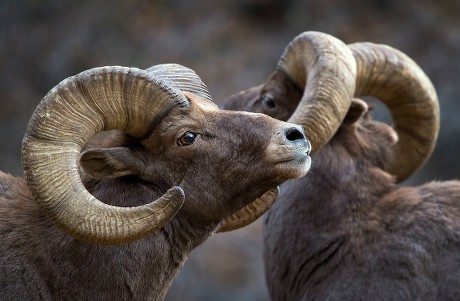 件の Bighorn Sheep Fighting のエディトリアル写真素材 画像素材 Shutterstock Editorial