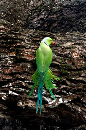 Sri Lankan Parrot Known Layards Parakeet Editorial Stock Photo - Stock ...