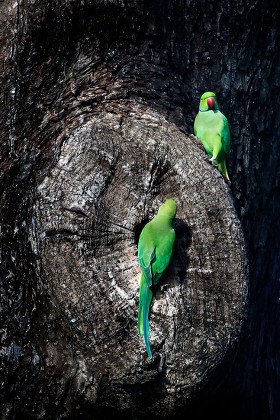 Sri Lankan Parrot Known Layards Parakeet Editorial Stock Photo Stock