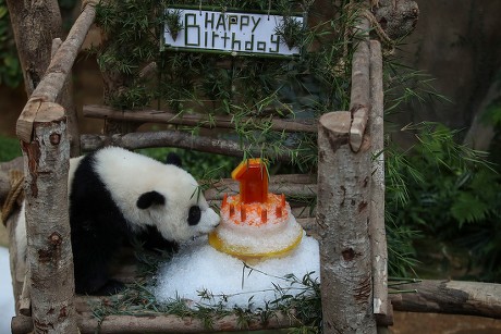 Second female baby panda celebrates first birthday in Malaysia, Kuala Lumpur - 14 Jan 2019