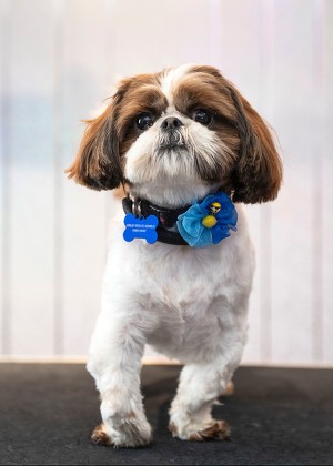 petsmart grooming services prices