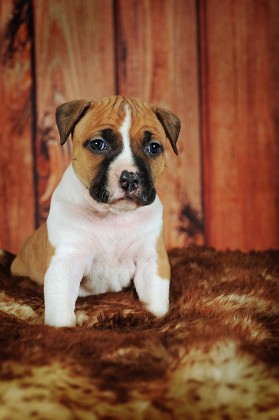 500 Staffordshire Bull Terrier Stock Pictures, Editorial Images And ...