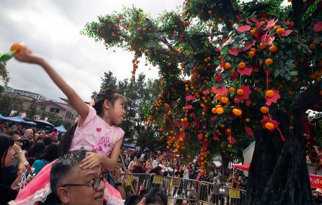 chinese new year wishing tree hong kong