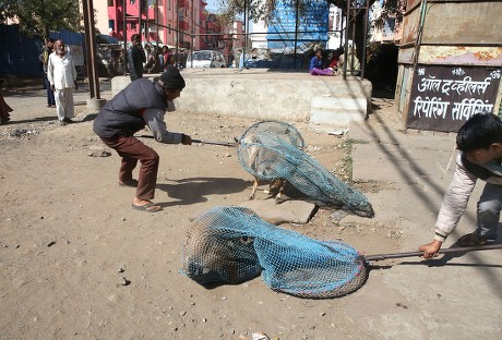 Municipal Corporation Workers Catch Stray Dogs Editorial Stock Photo ...