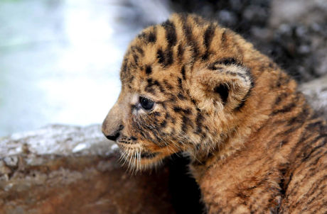 One Th Tigon Cubs Editorial Stock Photo - Stock Image | Shutterstock