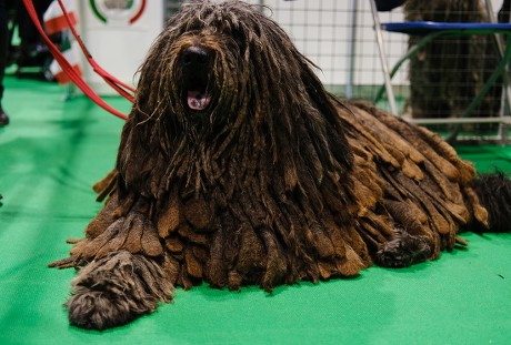 what dog has won crufts 2019