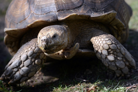 African Spurred Tortoise Male Called Bivoj Editorial Stock Photo ...