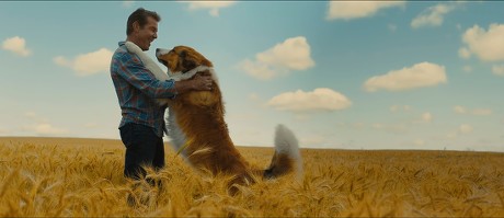'A Dog's Journey' Film - 2019
