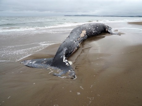 500 Point reyes Stock Pictures, Editorial Images and Stock Photos ...