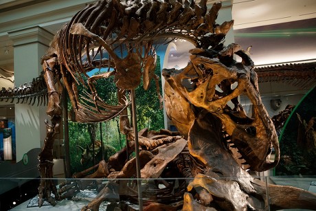 __COUNT__ The Smithsonian Institute National Museum Of Natural History ...