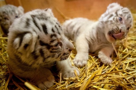 White Bengal Tiger Cubs Pictured White Editorial Stock Photo - Stock ...