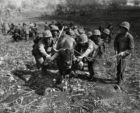 38 Wwii ww2 animals Stock Pictures, Editorial Images and Stock Photos ...