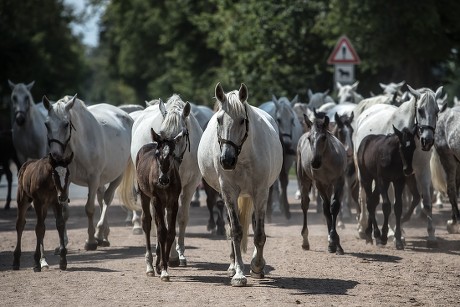 500 Draft horse Stock Pictures, Editorial Images and Stock Photos ...