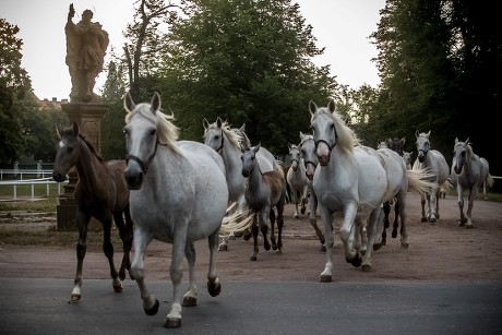 500 Draft horse Stock Pictures, Editorial Images and Stock Photos ...