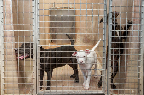 Abandoned Dog Seen Veeweyde Animal Shelter Editorial Stock Photo - Stock  Image | Shutterstock