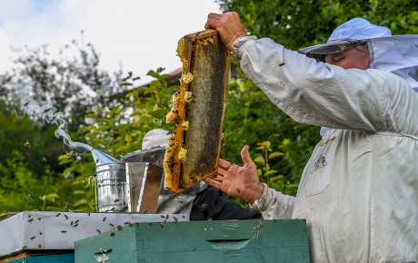 Production of honey on the mountain Jakupica near Skopje, Macedonia, The Former Yugoslav Republic Of Macedonia On - 25 Jul 2019